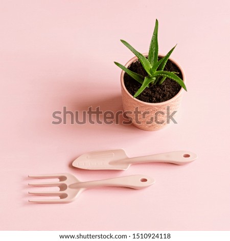 Potted aloe flower. Gardening Tools. Floriculture concept Minimalism
