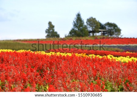 Multi-colored flower garden ( red, yellow, orange, pink, violet, white ) on a beautiful blue sky