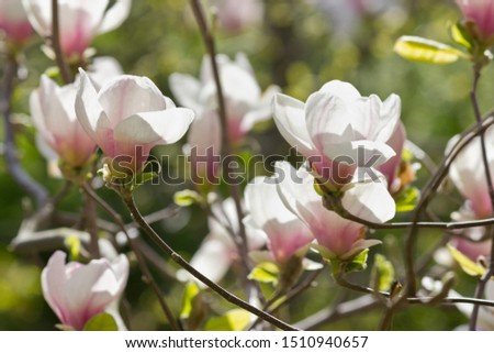 Flowering magnolia branch with white and pink flowers closeup