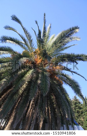 Palm tree and palm fruits in Montenegro