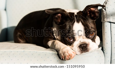 A Boston Terrier puppy lays on an armchair with a sad expression on his face/Sad Eyes