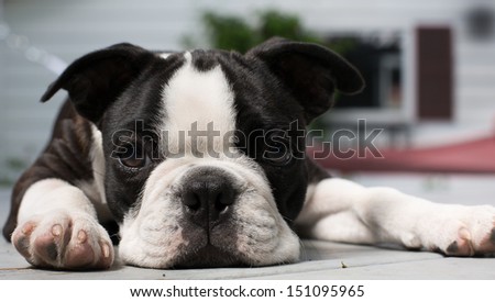 A Boston Terrier puppy lays on a porch looking bored/Bored Boston