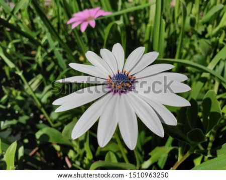 Colorfull of Daisy flower in the garden.
