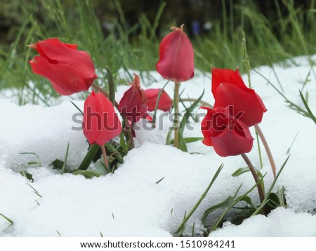 Red tulips covered with snow. The tulips under the snow.