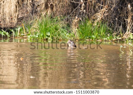Giant otter on water from Pantanal wetland area, Brazil. Brazilian wildlife. Pteronura brasiliensis