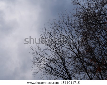 Abstract bare maple tree branches over dramatic sky at night for Halloween background.