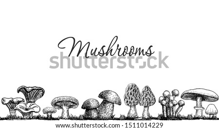 Cute mushrooms border, hand drawn collection. Isolated Sketch organic food drawing template. Champignon, morel,  porcini, chanterelle. Great for menu, label, product packaging