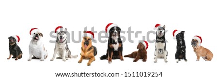 Set of adorable dogs in Santa hats on white background