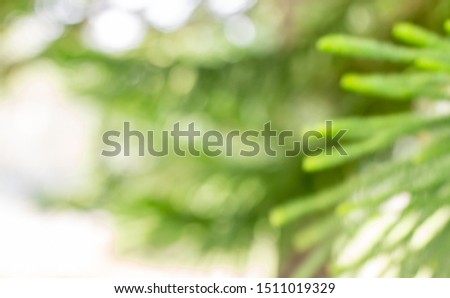 Blurred pine trees, out of focus, on bokeh bright sunlight, suitable for Christmas background.