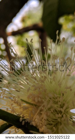 Guava flowers are in bloom decorated with golden sunlight with green leaves and background blur