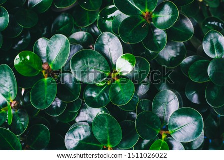 Green ficus leaves that are small and round. 
