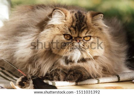 Persian cat. Adult animal. The cat was photographed close-up on a walk in the park. Autumn
