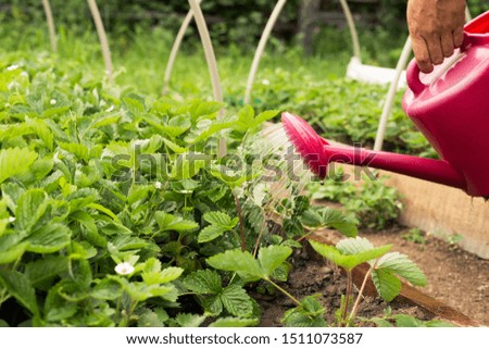 Watering strawberries with a watering can. Concept of strawberry harvesting, care of garden and plant, agriculture. Image. Royalty-Free Stock Photo #1511073587
