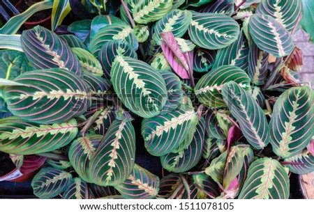 Exotic Maranta Leuconeura Fascinator plant leaves Beautiful color floral background Royalty-Free Stock Photo #1511078105