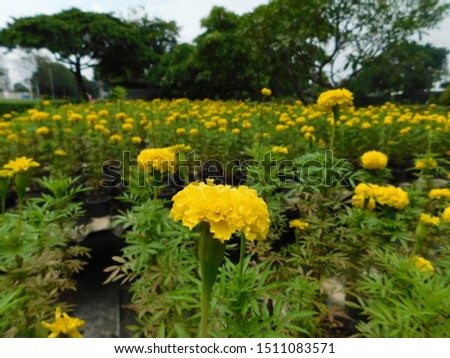 The marigold garden is blooming during the rainy season.