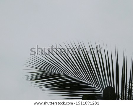 Coconut leaves on a gray background