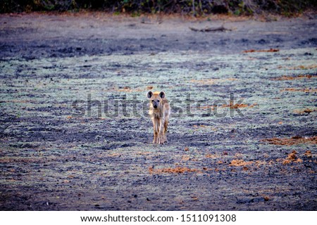 Hyena in Mana Pools National Park, Zimbabwe