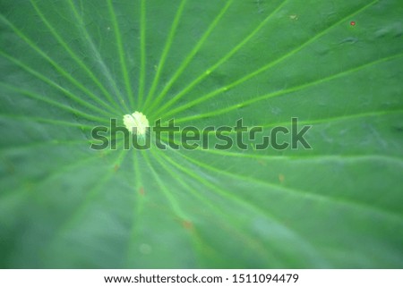 Lotus leaf is close up photography, that green color feel smooth.