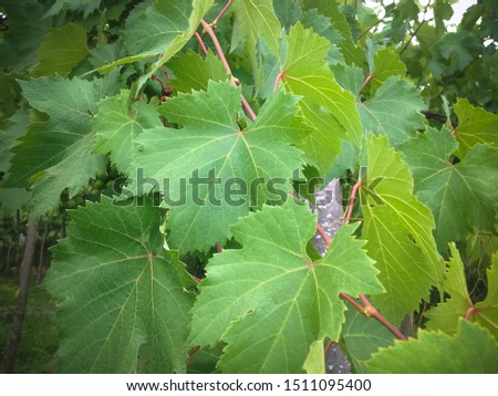 Fresh Green Leaves Of Grape Plants The Deciduous Woody Vines In Agricultural Area At The Village, North Bali, Indonesia