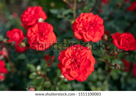 Red dwarf rose dwarffairy isolated closeup