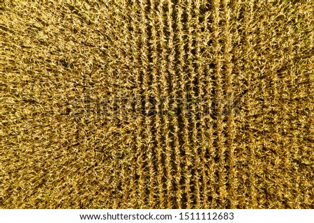 Drone pictures of a dehydrated corn field