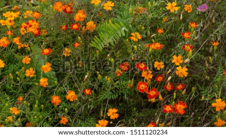 autumn floral background of small red yellow flowers marigolds