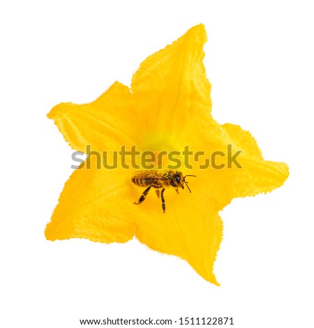 Bee as pollinators on yellow flower isolated on white. Honey bee as environment concept.