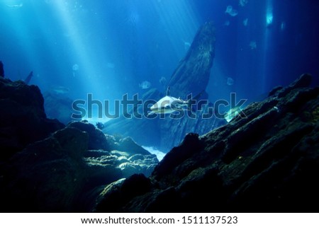 Shark swimming in deep sea 