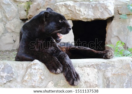 Black panther animal yawning in wild. Black Panther Wild Cat. 
The term black panther is most frequently applied to black-coated leopards (Panthera pardus) of Africa and Asia and jaguars
