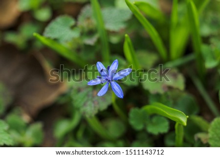 Spring Forerunner, Beautiful Purple Flowers picture