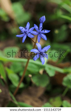 Spring Forerunner, Beautiful Purple Flowers picture