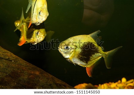 Myloplus schomburgkii, also known as the Disk tetra,Disk pacu,Black-ear pacu, Black-band myleus or Black-barred myleus is a species of serrasalmid with a black bar on its side. Bred form Black berry.