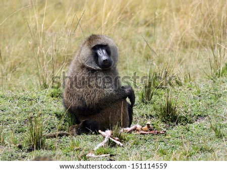 Baboon with killed antelope