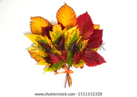 Autumn composition. Bouquet of bright colorful autumn leaves on a white background.
