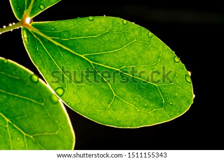 Close-up  Lignum vitae leaves on black background
