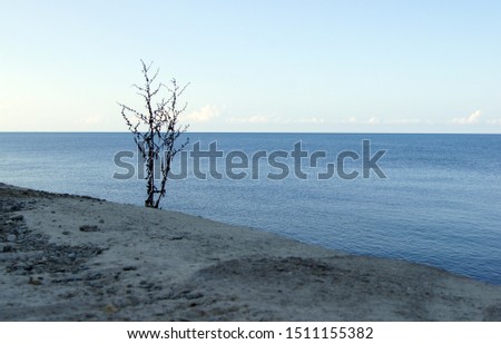         Graphic, landscape with sea, coast and sky and a lonely Bush on the shore              