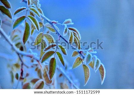 Frozen leaves, close up. Abstract winter of autumnal natural background