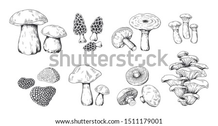Hand drawn mushrooms. Vintage sketch of porcini portobello fungus morel truffle and oyster mushrooms. Vector illustration isolated doodle engraved variety raw fungus set on white background Royalty-Free Stock Photo #1511179001
