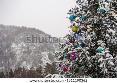 New year fir tree in the mountain forest.
