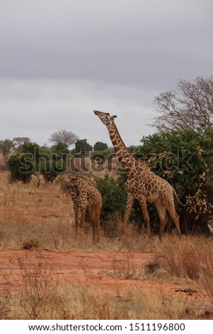  Kenyam's Giraffes in tsav0 national parck