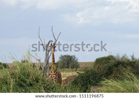  Kenyam's Giraffes in tsav0 national parck