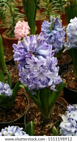 The picture of violet bouquet flowers