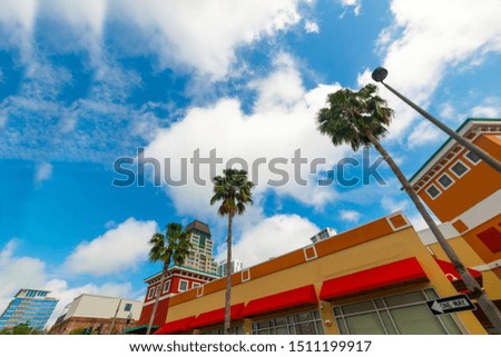 Palm trees in downtown Saint Petersburg. Florida, USA