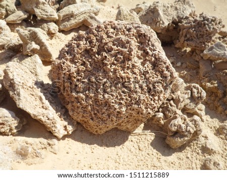Beatiful desert sahara rock stones & roses