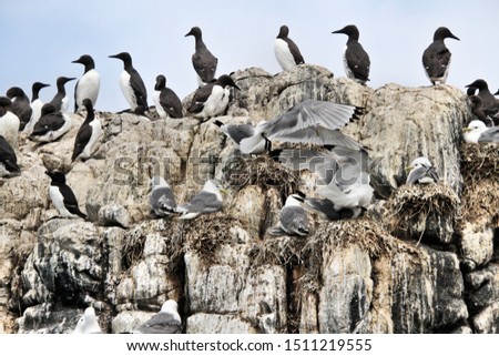 A picture of Kittiwakes on Bempton Cliffs