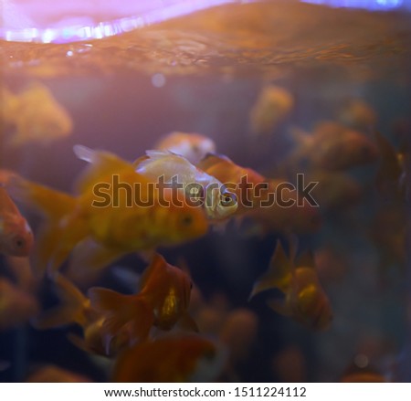Silverfish and Goldfish in the aquarium