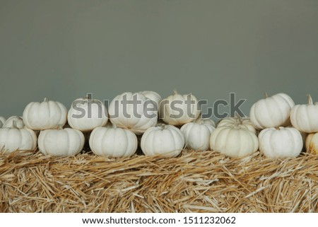 Many white pumpkins with stems on a straw layer against grey background