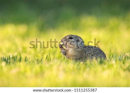 European ground squirrel, spermophilus citellus, eating herb on a green medow at sunrise. Bright colorful scenery with wild animal from nature