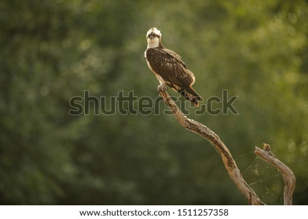 Osprey bird sitting on a wooden stick in front of a natural green bokeh background 