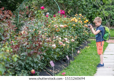 boy with a backpack photographs a rose bush in a botanical garden with a camera